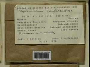 Plagiomnium confertidens (Lindb. & Arnell) T.J. Kop., Bryophytes, Bryophytes - Russian Far East (excl. Chukotka & Kamchatka) (B20) (Russia)