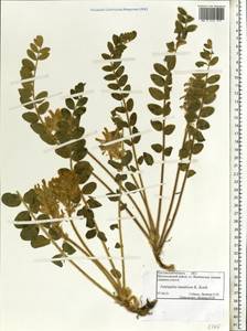 Astragalus tanaiticus C. Kooh, Eastern Europe, Rostov Oblast (E12a) (Russia)
