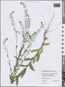 Neslia paniculata (L.) Desv., Siberia, Western Siberia (S1) (Russia)