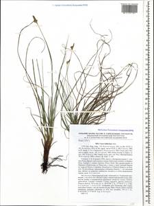 Carex halleriana Asso, Caucasus, Krasnodar Krai & Adygea (K1a) (Russia)