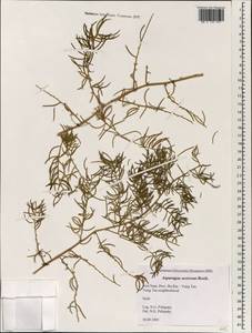 Asparagus racemosus Willd., South Asia, South Asia (Asia outside ex-Soviet states and Mongolia) (ASIA) (Vietnam)