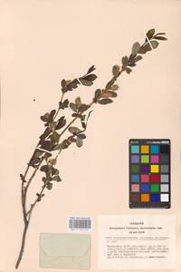 Salix pseudopentandra (Flod.) Flod., Siberia, Altai & Sayany Mountains (S2) (Russia)