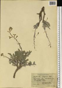 Matthiola fragrans (Fisch.) Bunge, Eastern Europe, North Ukrainian region (E11) (Ukraine)
