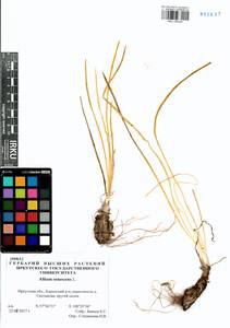 Allium senescens L., Siberia, Baikal & Transbaikal region (S4) (Russia)
