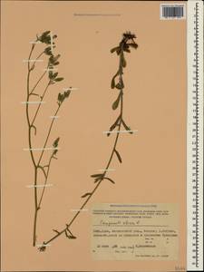 Campanula taurica Juz., Crimea (KRYM) (Russia)