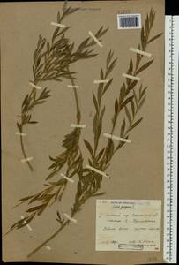 Salix purpurea L., Eastern Europe, Lower Volga region (E9) (Russia)