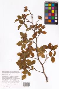 Rosa canina L., Eastern Europe, Central forest-and-steppe region (E6) (Russia)
