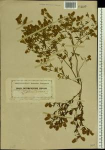 Trifolium arvense L., Eastern Europe, South Ukrainian region (E12) (Ukraine)