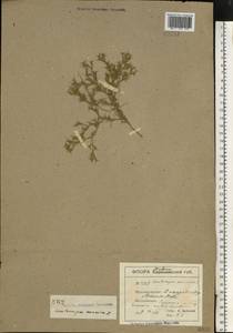 Ceratocarpus arenarius L., Eastern Europe, South Ukrainian region (E12) (Ukraine)