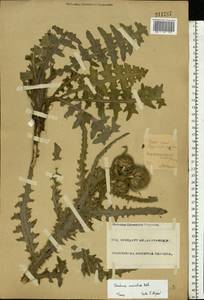 Carduus uncinatus M. Bieb., Eastern Europe, Eastern region (E10) (Russia)