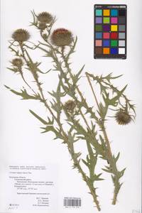 Cirsium vulgare (Savi) Ten., Eastern Europe, Central region (E4) (Russia)