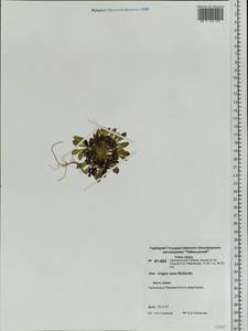 Askellia pygmaea (Ledeb.) Sennikov, Siberia, Central Siberia (S3) (Russia)
