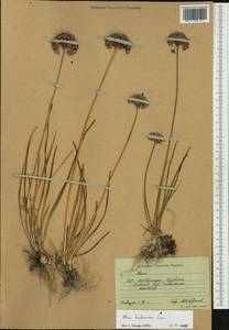 Allium lusitanicum Lam., Western Europe (EUR) (Germany)