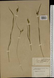 Carex pallescens L., Eastern Europe, Western region (E3) (Russia)