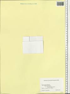 Ranunculus, Eastern Europe, Eastern region (E10) (Russia)