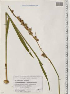 Gladiolus imbricatus L., Eastern Europe, Belarus (E3a) (Belarus)