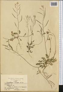 Diplotaxis muralis (L.) DC., Eastern Europe, Moscow region (E4a) (Russia)