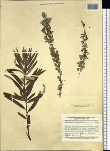 Hippophae rhamnoides L., Siberia, Altai & Sayany Mountains (S2) (Russia)