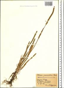 Phleum paniculatum Huds., Caucasus, Stavropol Krai, Karachay-Cherkessia & Kabardino-Balkaria (K1b) (Russia)