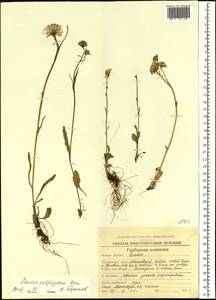 Tephroseris subfrigida (Kom.) Holub, Siberia, Chukotka & Kamchatka (S7) (Russia)