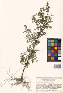 Artemisia annua L., Eastern Europe, Moscow region (E4a) (Russia)
