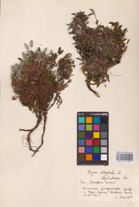 Dryas octopetala L., Eastern Europe, Eastern region (E10) (Russia)