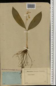 Convallaria majalis L., Eastern Europe, Moscow region (E4a) (Russia)