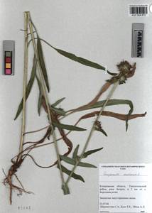 KUZ 004 872, Campanula cervicaria L., Siberia, Altai & Sayany Mountains (S2) (Russia)