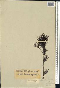 Searsia rosmarinifolia (Vahl) F. A. Barkley, Africa (AFR) (South Africa)