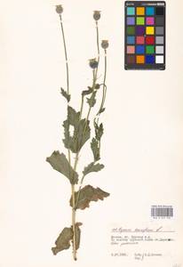 Papaver somniferum L., Eastern Europe, Moscow region (E4a) (Russia)