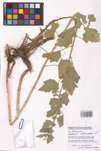 Althaea officinalis L., Eastern Europe, Lower Volga region (E9) (Russia)