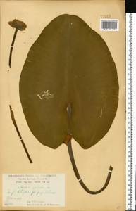 Nuphar lutea (L.) Sm., Eastern Europe, Central forest-and-steppe region (E6) (Russia)