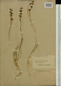 Scheuchzeria palustris L., Eastern Europe, Central forest region (E5) (Russia)