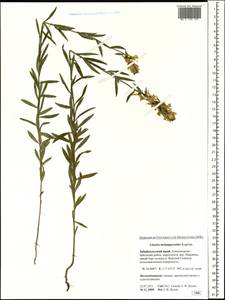 Linaria melampyroides Kuprian., Siberia, Baikal & Transbaikal region (S4) (Russia)