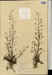 Verbascum nudicaule (Wydler) Takht., Caucasus, Azerbaijan (K6) (Azerbaijan)