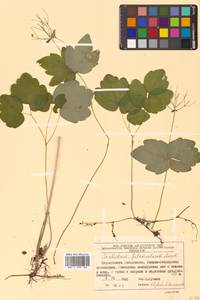 Thalictrum filamentosum Maxim., Siberia, Russian Far East (S6) (Russia)