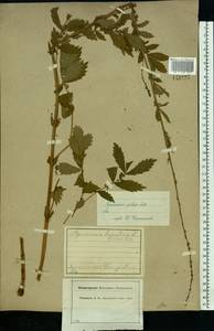 Agrimonia pilosa Ledeb., Eastern Europe, Central forest region (E5) (Russia)