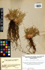 Carex lanceolata Boott, Siberia, Baikal & Transbaikal region (S4) (Russia)