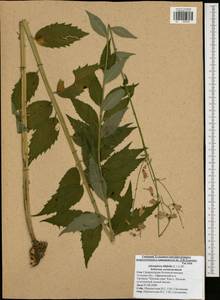 Adenophora liliifolia (L.) A.DC., Eastern Europe, Central region (E4) (Russia)