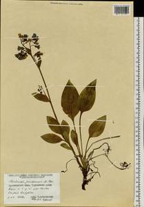 Mertensia sibirica (L.) G. Don, Siberia, Central Siberia (S3) (Russia)