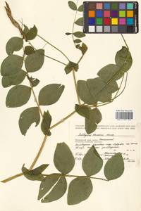 Lathyrus davidii Hance, Siberia, Russian Far East (S6) (Russia)