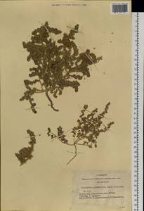 Halogeton glomeratus (Stephan ex M. Bieb.) C. A. Mey., Siberia, Altai & Sayany Mountains (S2) (Russia)