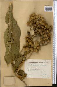 Inula grandis Schrenk ex Fisch. & C. A. Mey., Middle Asia, Western Tian Shan & Karatau (M3) (Uzbekistan)