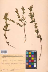 Gentianella amarella (L.) Börner, Eastern Europe, Eastern region (E10) (Russia)