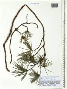 Pinus cretacea, Eastern Europe, Middle Volga region (E8) (Russia)