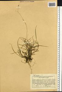 Carex algida Turcz. ex V.I.Krecz., Siberia, Central Siberia (S3) (Russia)
