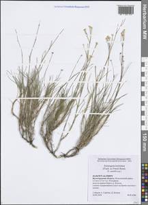 Eremogone saxatilis (L.) Ikonn., Eastern Europe, Lower Volga region (E9) (Russia)