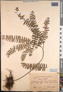 Adiantum pedatum L., Siberia, Russian Far East (S6) (Russia)