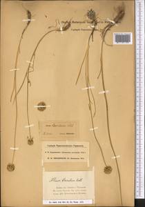 Allium flavidum Ledeb., Middle Asia, Dzungarian Alatau & Tarbagatai (M5) (Kazakhstan)