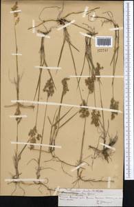 Anthoxanthum nitens (Weber) Y.Schouten & Veldkamp, Middle Asia, Northern & Central Tian Shan (M4) (Kazakhstan)